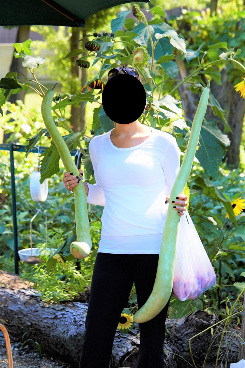 Cucuzza Squash Seeds | Cucuzzi Snake Gourd Tromboncino Opo Long Bottle Seed 2024
