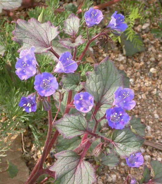 Phacelia campanularia | California Bluebells | 50 Seeds