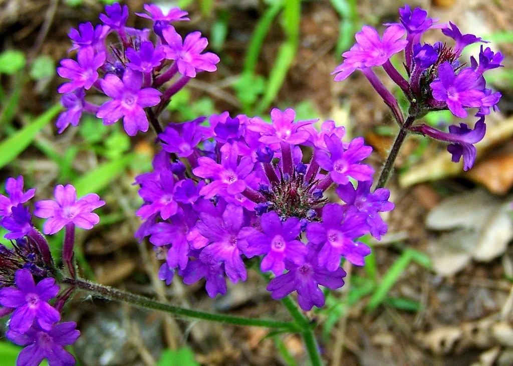 Moss Verbena Seeds, Perennial Ground Cover, Creeping, Purple Flower, FREE SHIP