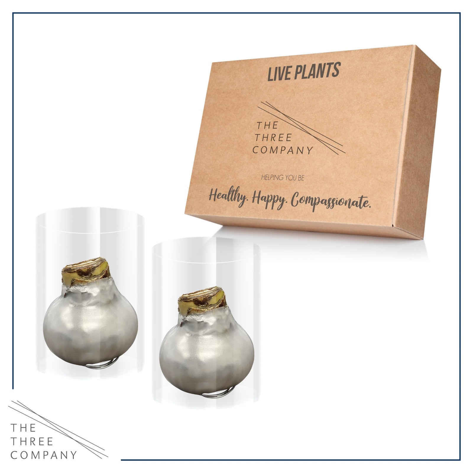 Waxed Amaryllis Bulb 2-Pack – Silver with Red Blooms, Low Maintenance Holiday Gi