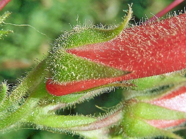 Gambelia speciosa | Showy Island Snapdragon | 20 Seeds