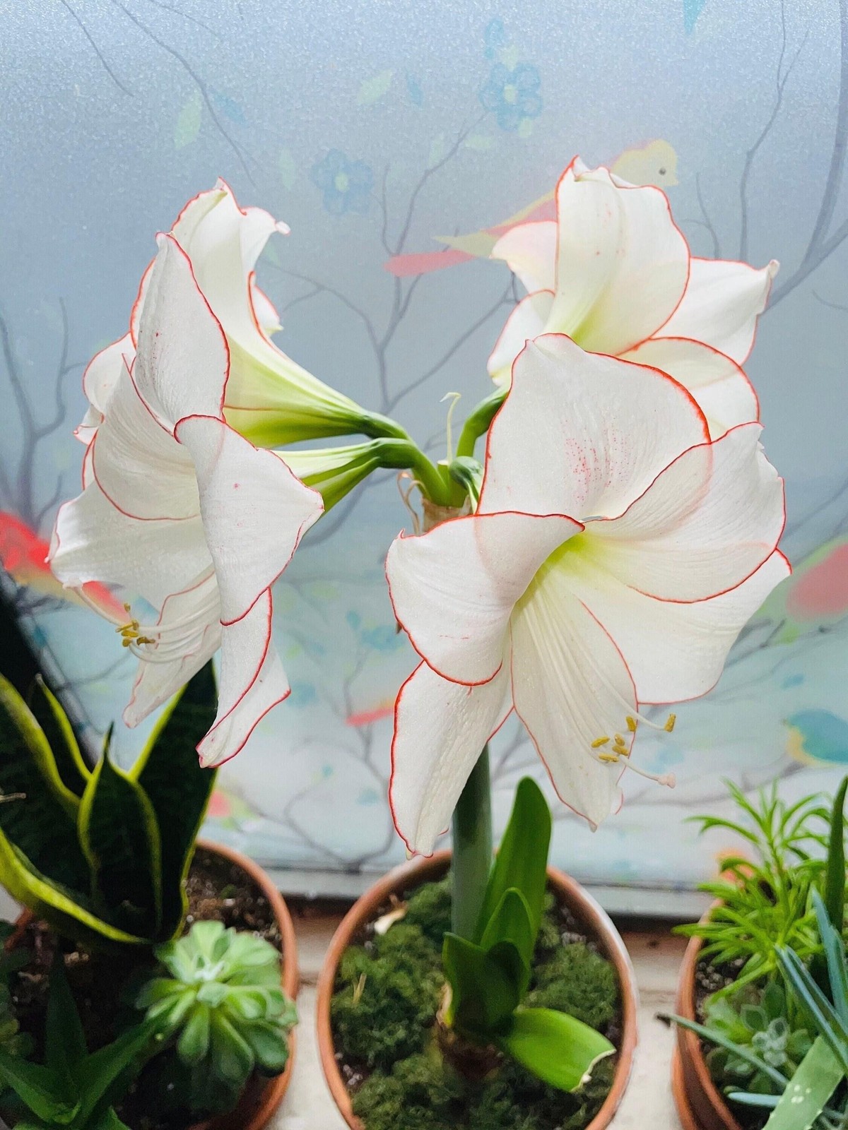 PICOTEE Jumbo Amaryllis 32/34 cm – US Seller