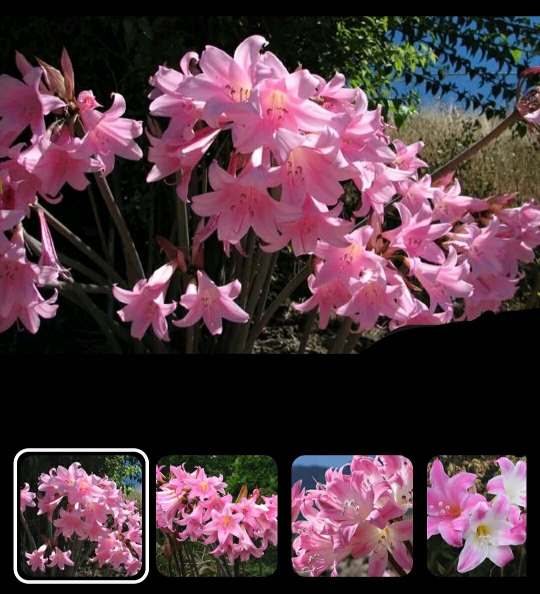 10 Pink Amaryllis Belladonna Naked Ladies Resurrection Lily Bulbs- 5 Large 5 Med