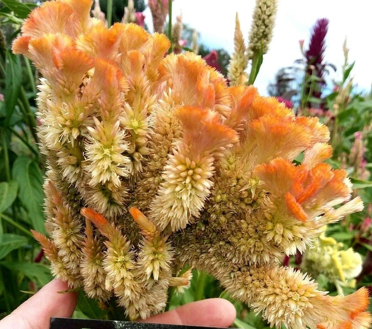 Orange Brain Celosia – 50 Seeds – 3-4 ft tall – Comb. S/H