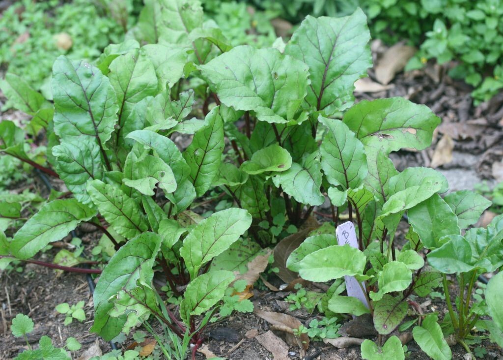 BEET Early Wonder 200 NON – HYBRID NON – GMO Seeds Open Pollinated Heirloom