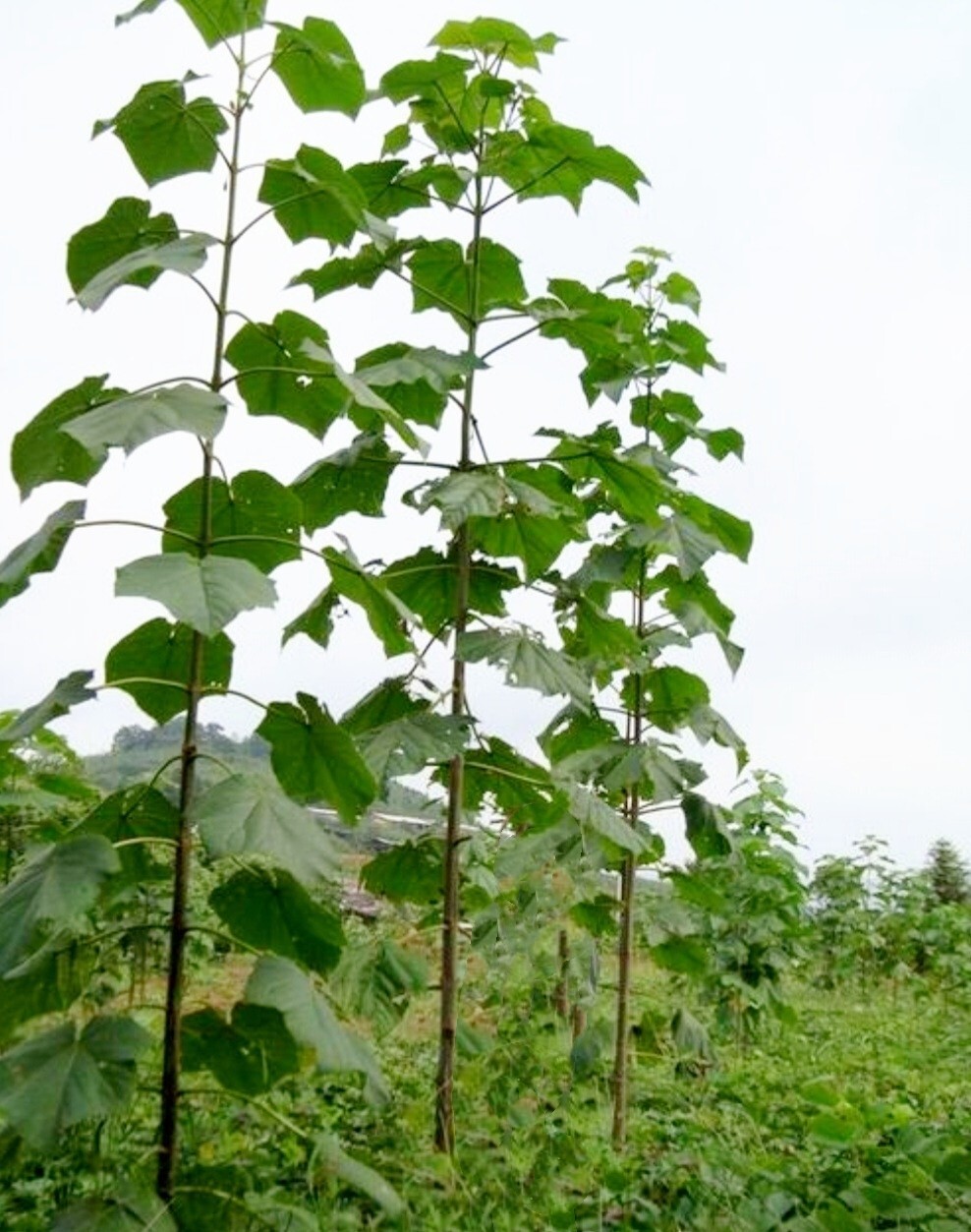 450 Royal Paulownia Empress Tree Seeds Paulownia Elongata Fastgrowing Forest Tre