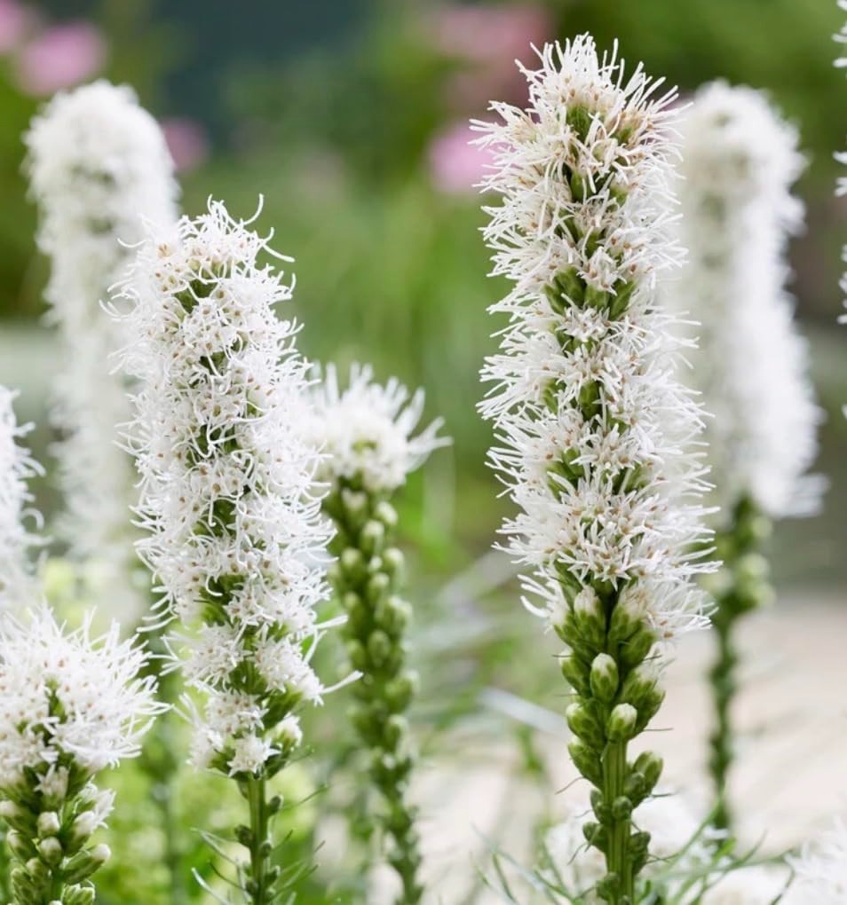 White Blazing Star Bulbs – Spicata Liatris – Unique White Flowering Plants (10 B