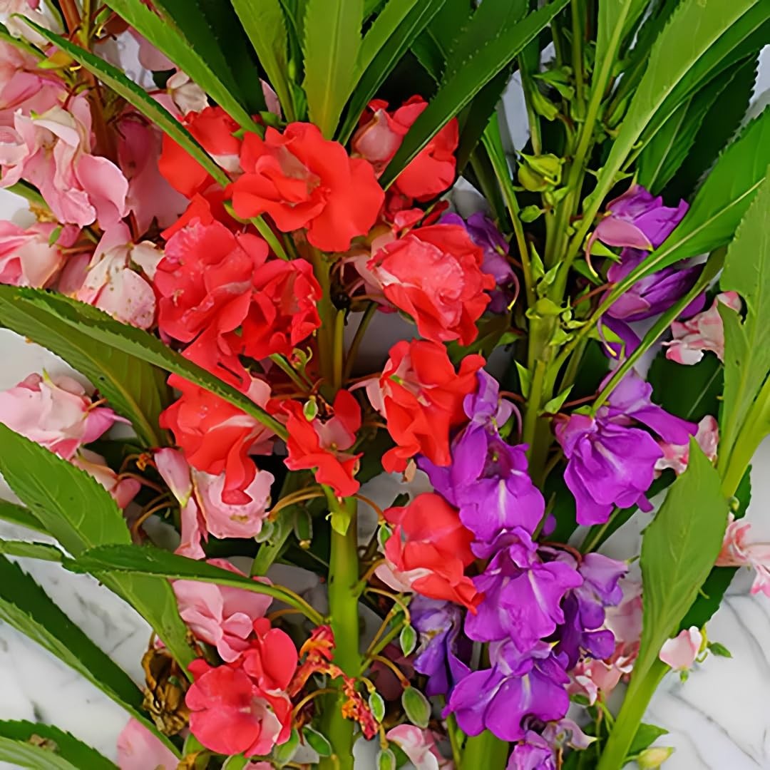 500 PCS Impatiens Flower Seeds (Balsam) – Colorful Annual Flowers for Outdoor…