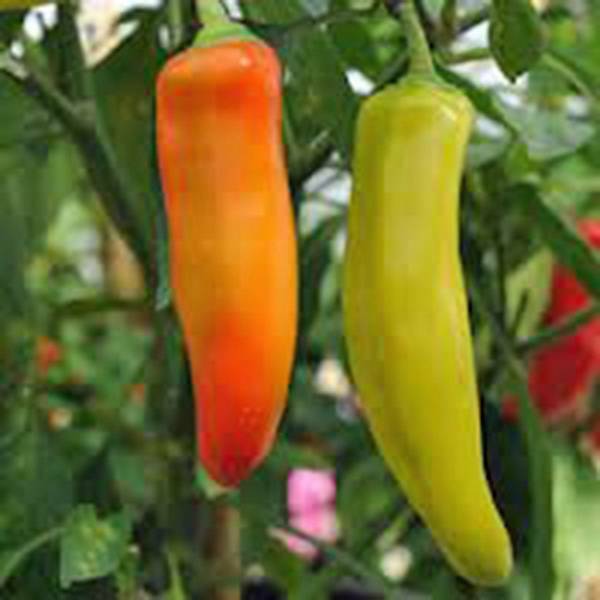PEPPER SEED, SPICY HUNGARIAN YELLOW WAX, HEIRLOOM, NON GMO, 100+ SEEDS