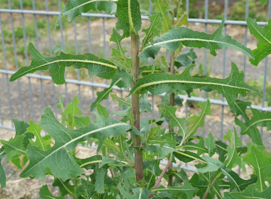 Wild Prickly Lettuce SEEDS Lactuca Serriola Medicinal*Pain/Withdrawal~100% Clean
