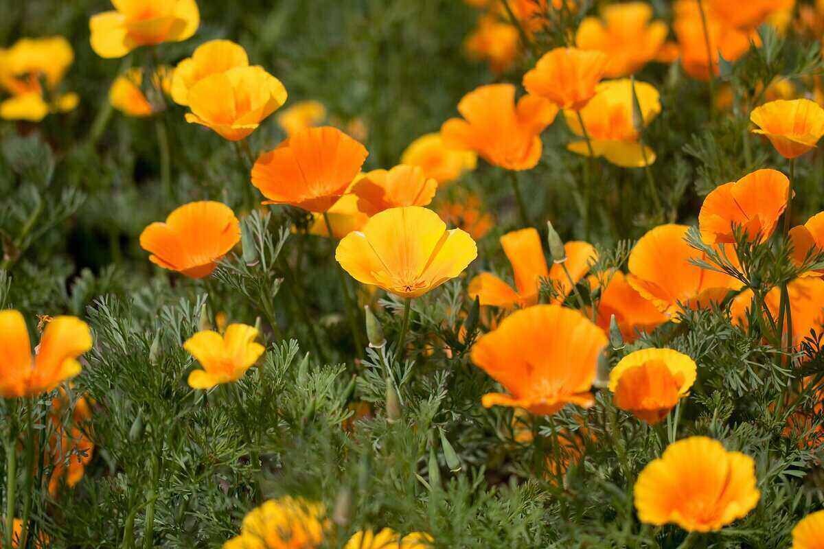 Giant Orange California Poppy Seeds | Sun Gold Poppies Garden Flower Seed 2024