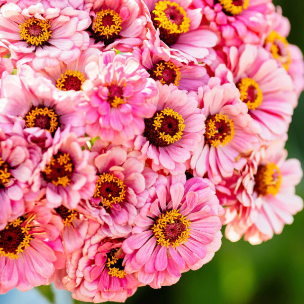 Zinnia ILLUMINATION Pink Wedding Cut Flower Garden Pollinators Non-GMO 100 Seeds