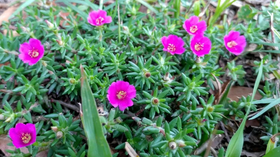 100+ Kiss Me Quick Seeds Chisme Portulaca pilosa Native Succulent Ground Cover