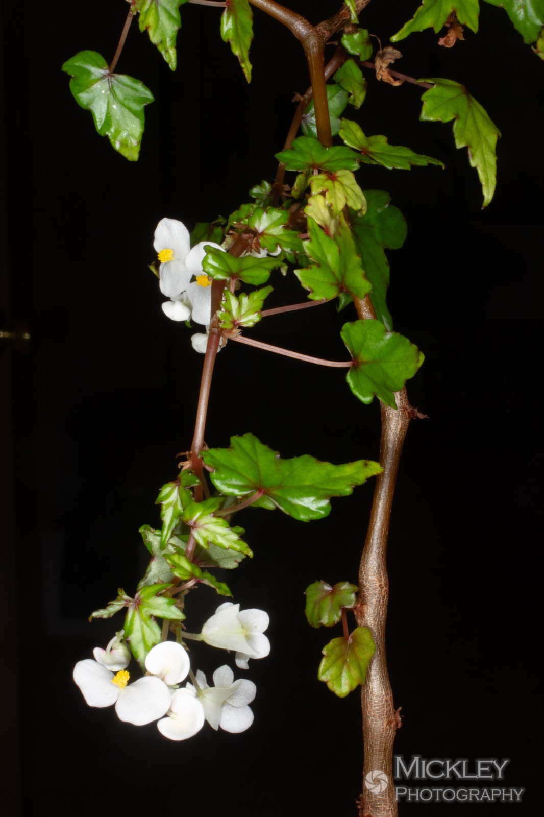 Begonia dregei ‘Partita’ 30+ seeds – Maple-leaved begonia, caudex bonsai