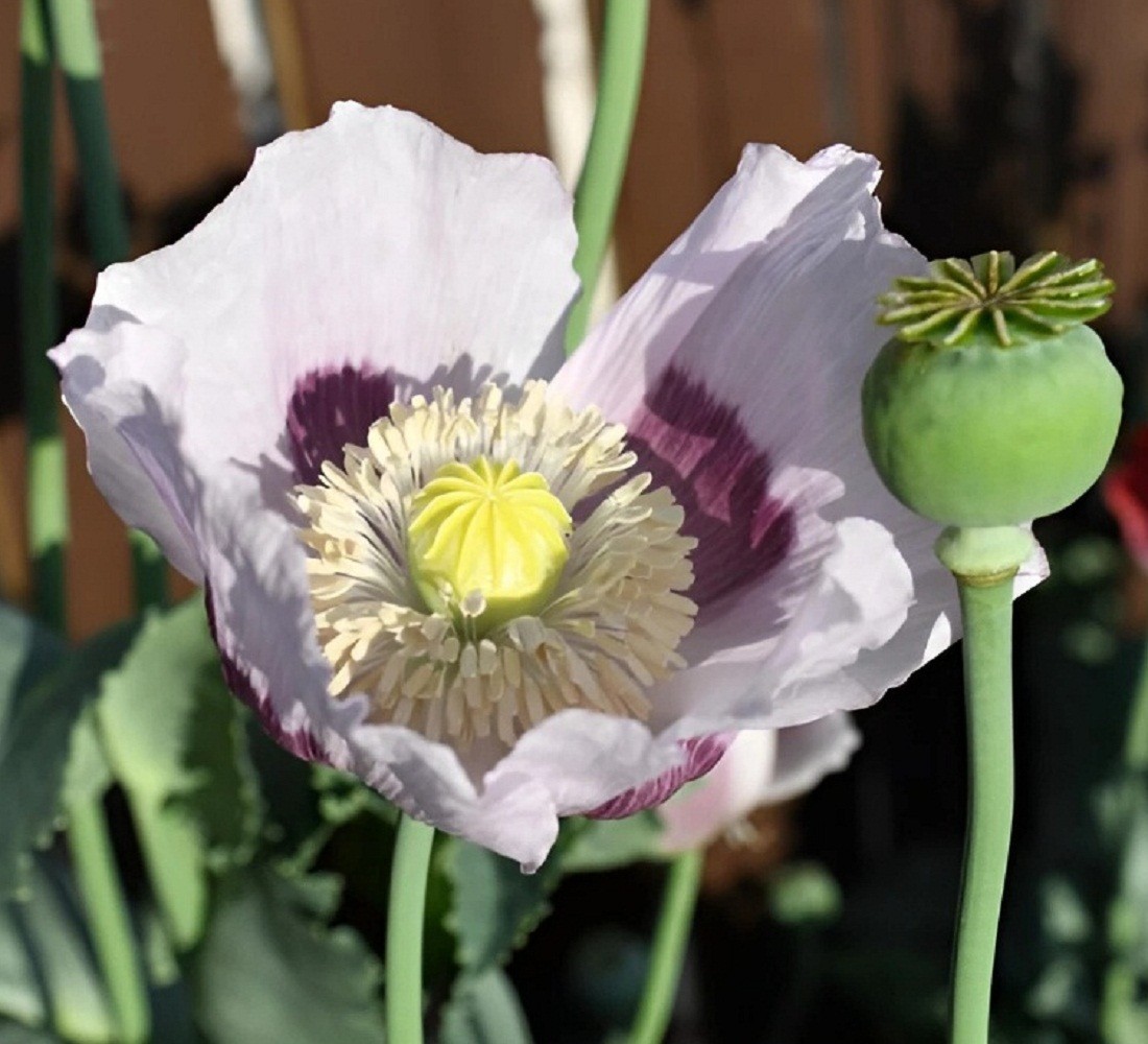 20,000+ Untreated, Organic Tasmanian Papever Somniferum Poppy Seeds for Planting