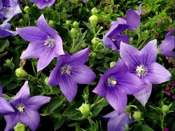 Balloon Flower Seeds, Purple, Pink & White 3pk Special, Heirloom Perennial Seed