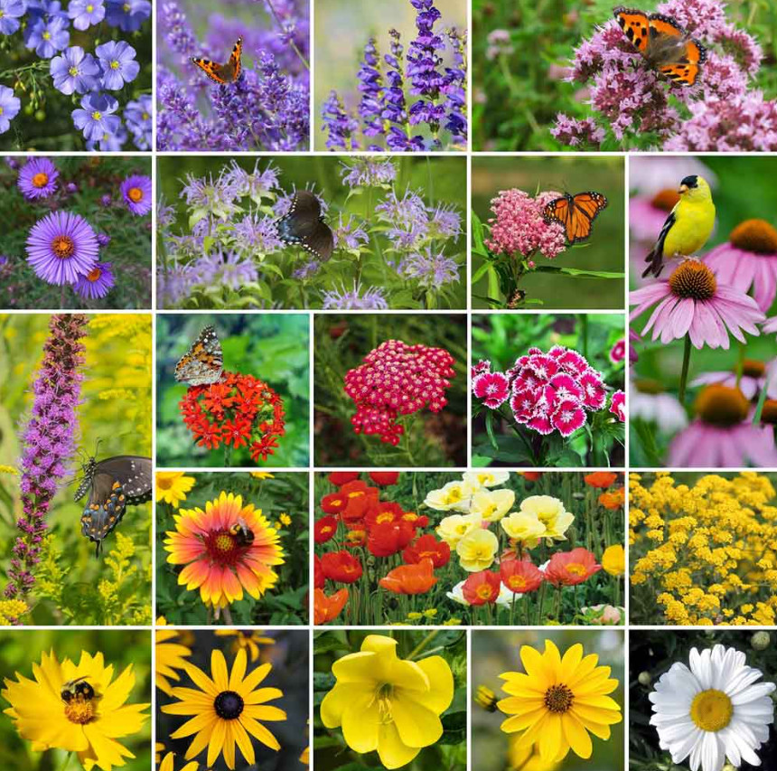 PERENNIAL POLLINATOR MIX 20 Varieties Summer – Fall Flowers Non-GMO 500+ Seeds