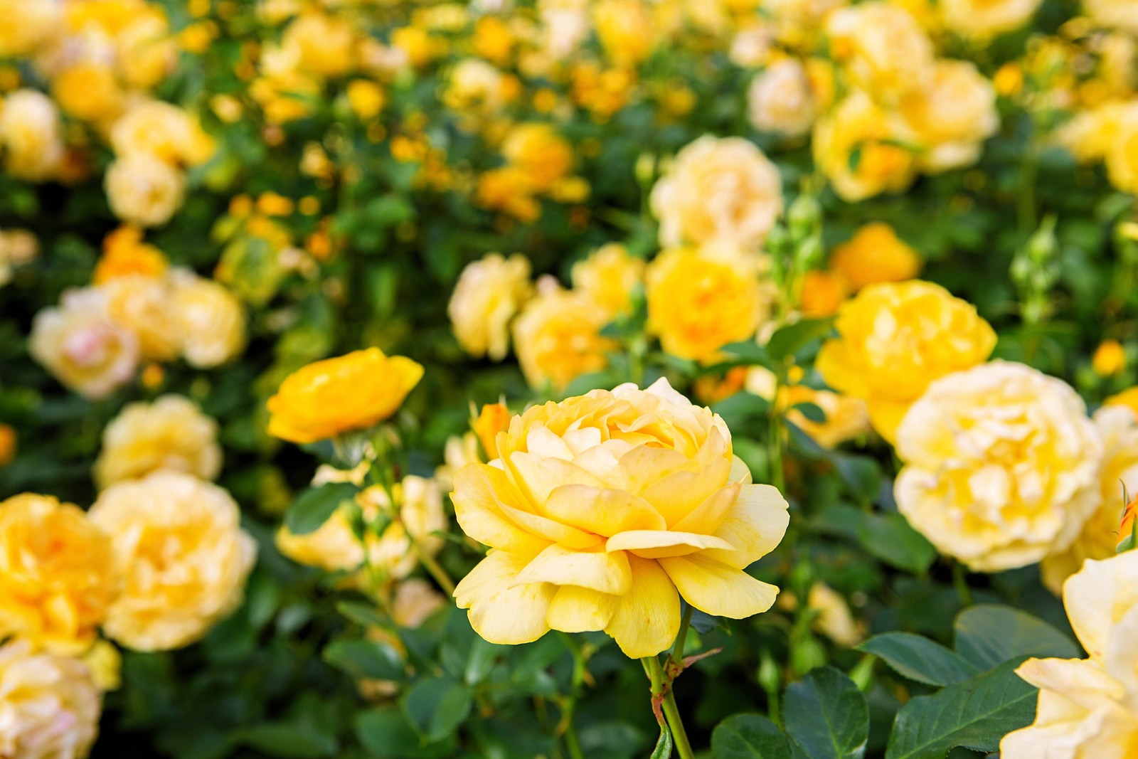 5 YELLOW ROSE Rosa Bush Shrub Perennial Flower Seeds *Flat S/H