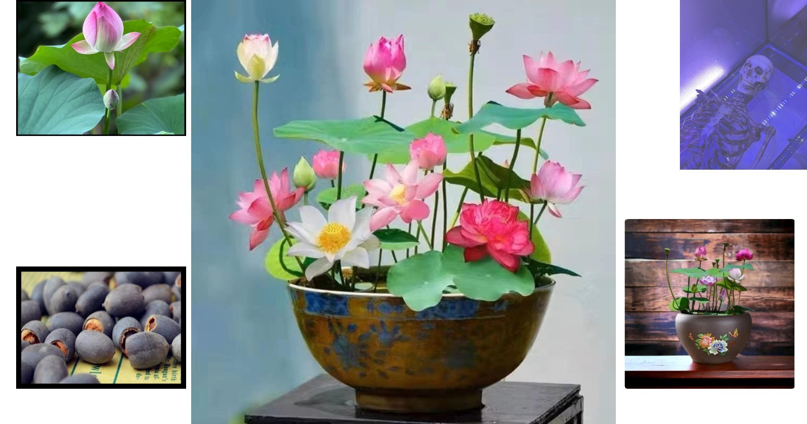 Bonsai Lotus Seeds – Mixed Pink, Red & Green for Elegant Indoor/Outdoor Gardens