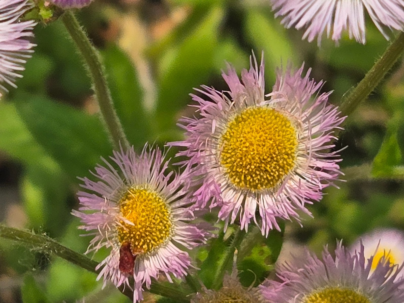 1/4 TSP + PHILADELPHIA FLEABANE DAISY SEEDS/Erigeron philadelphicus/NATIVE US