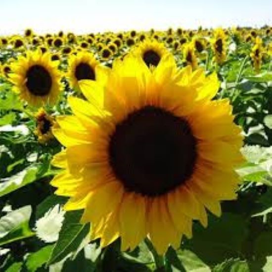 100+ Organic ProCut Brilliance Sunflower Seeds – Free Shipping!!
