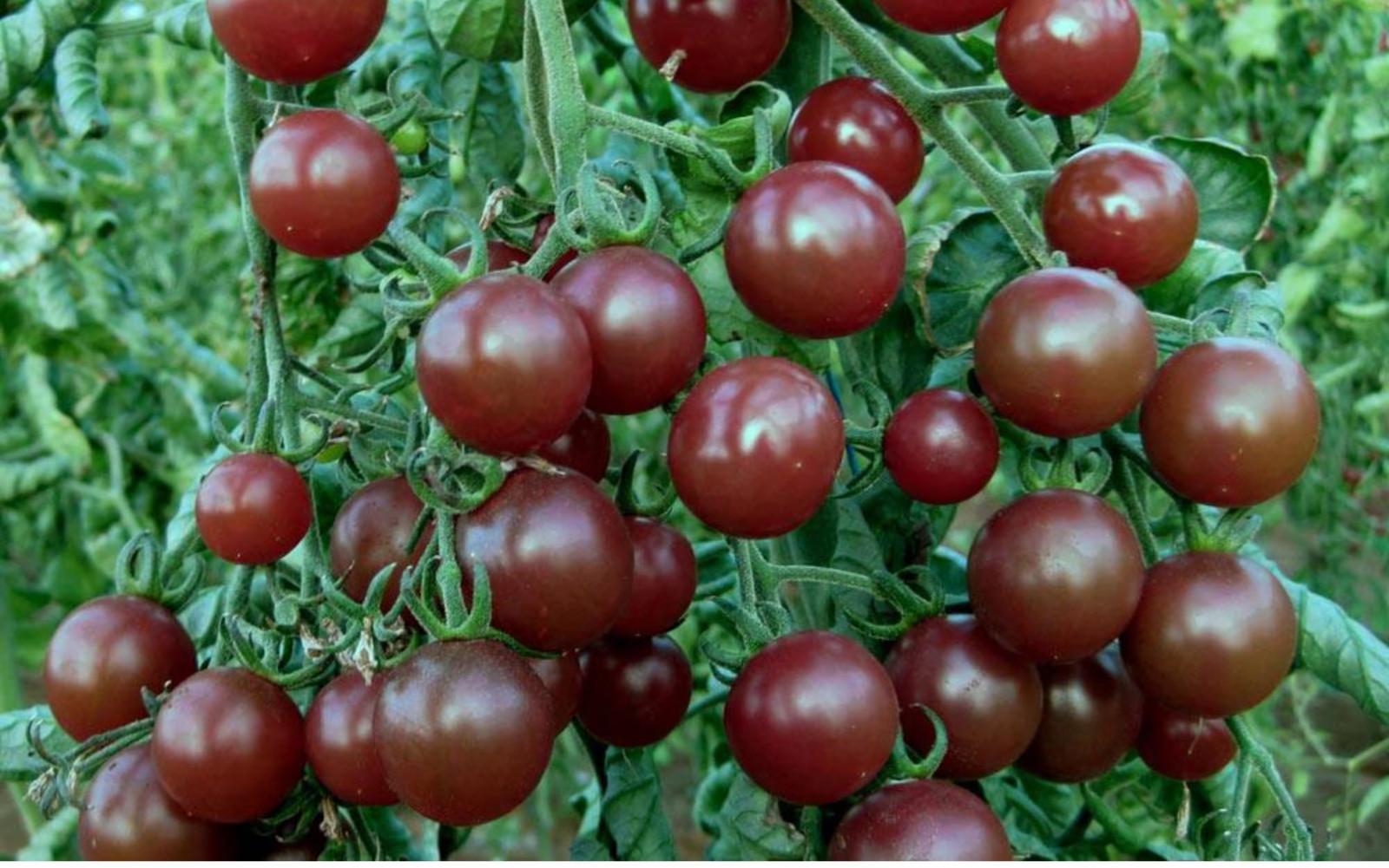 30+ Chocolate Cherry Tomato Seeds – Super Sweet – Heirloom – Organic —- RARE