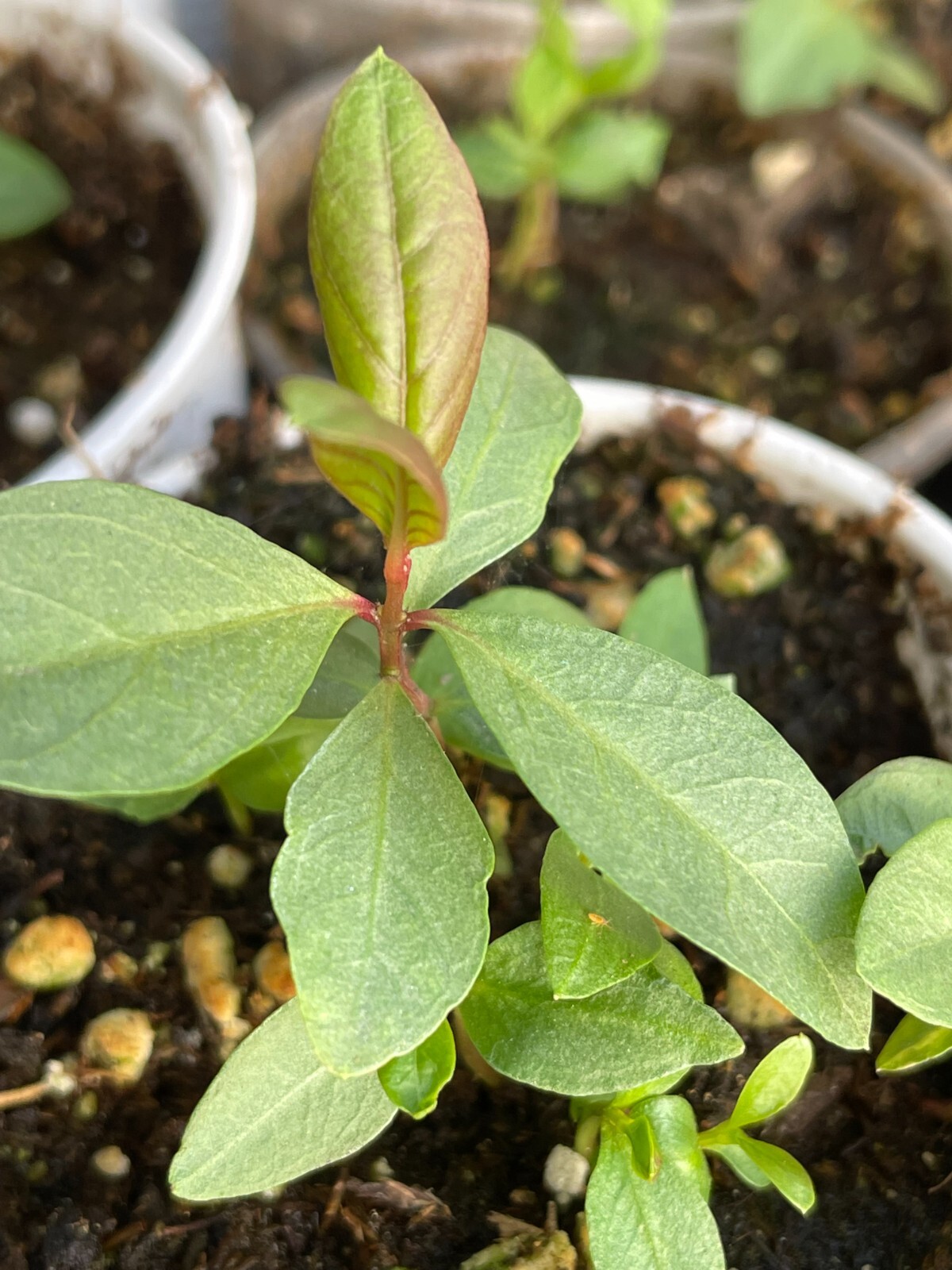 1 Sweet Ruby Supreme Big Fruit Guava Starter Tree, Psidium guajava Tree App 50″
