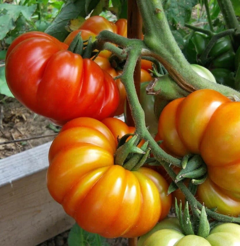 Tomato Mix BEEFSTEAK HEIRLOOM Tomatoes Colorful Indeterminate Non-GMO 100 Seeds!