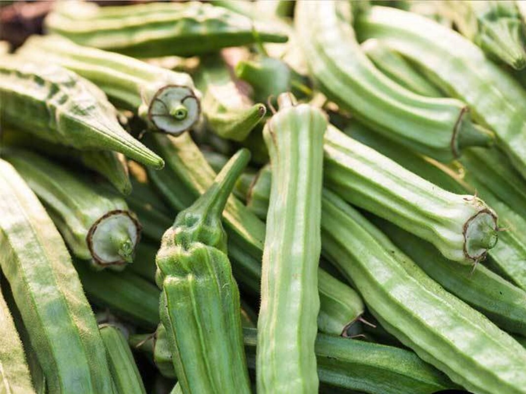 Perkins Long Pod Okra Seeds – 40+ fresh seeds. Available Jambalaya Star Of David