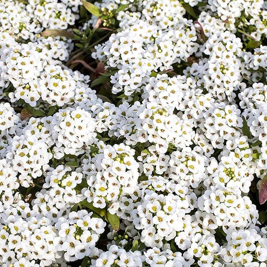 Tiny Tim Alyssum Seeds | Heirloom | White Alyssum | Free Shipping | 1213