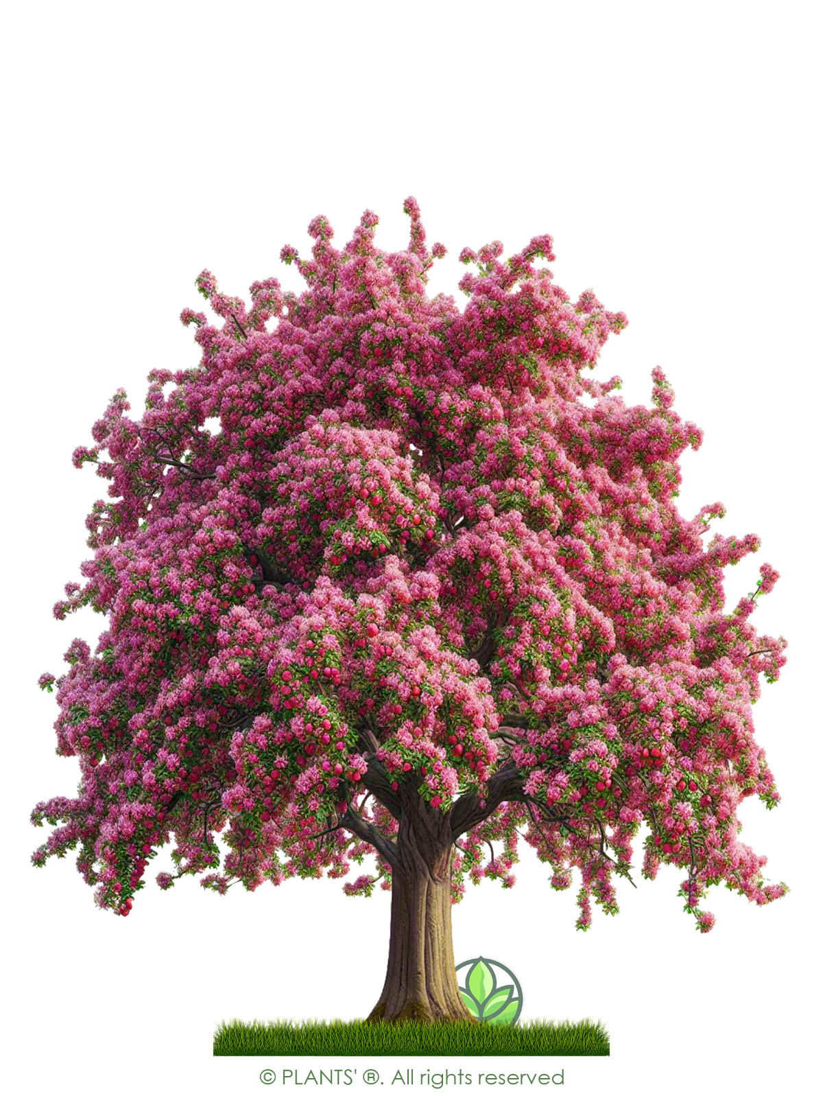 French Wild Apple Tree | Premium Seeds | Malus sylvestris ‘Spring’ | Plants’®