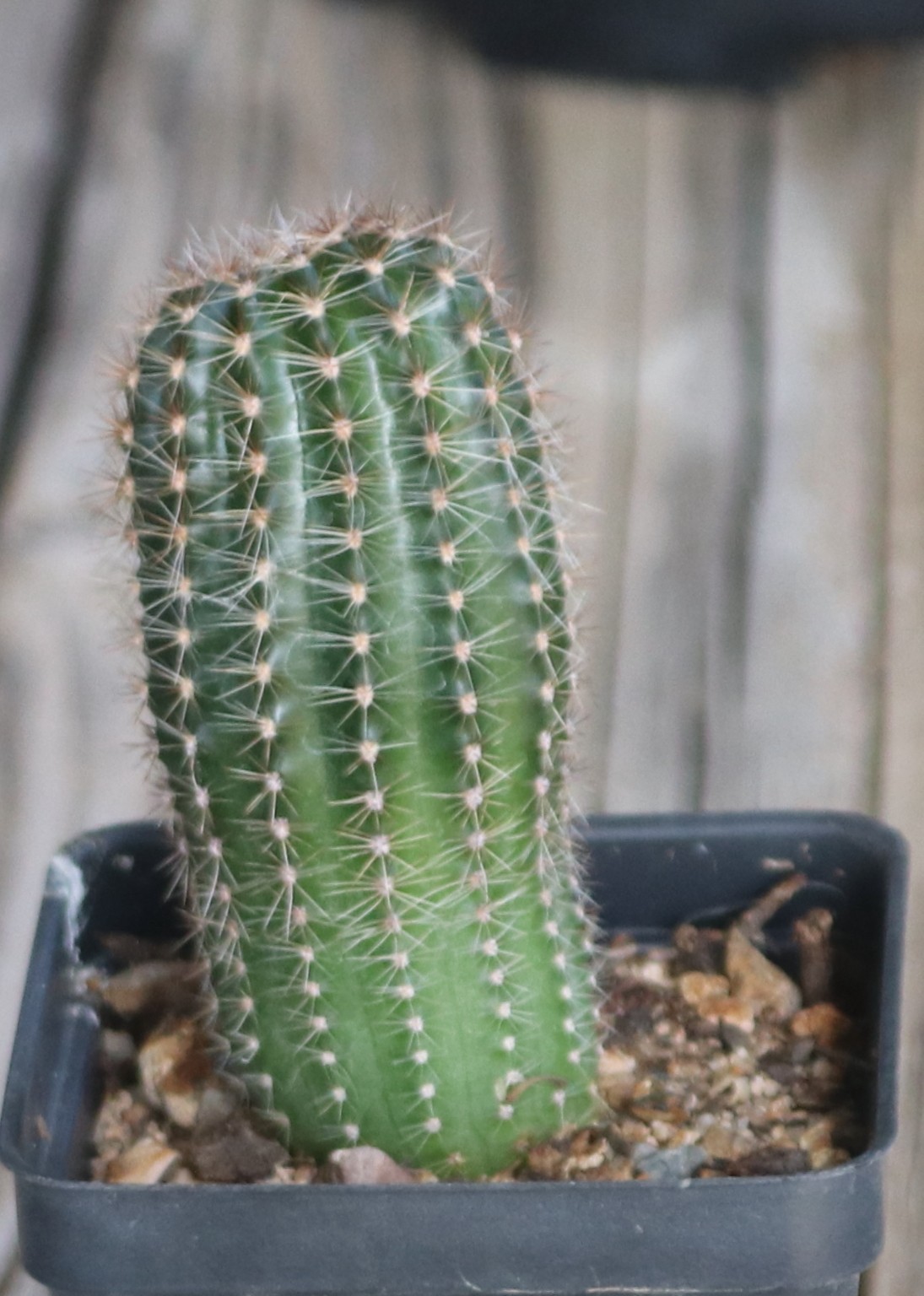 Echinopsis hybrid ‘Sex On The Beach’