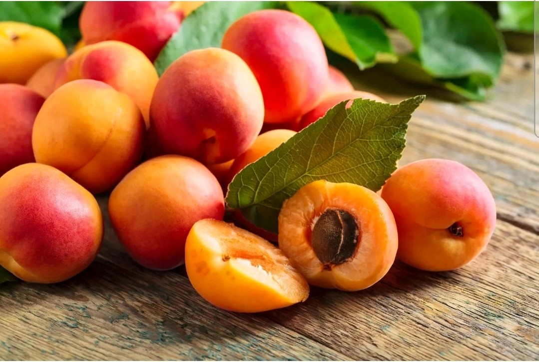 100 AMERICAN PLUM TREE SEEDS (Prunus americana) Fast Flower Plant high quality