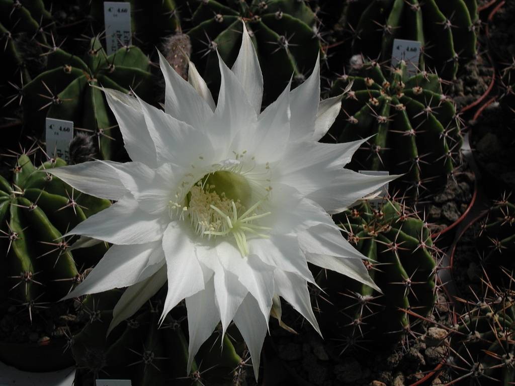 Echinopsis Rhodotricha 5 Seeds Free Shipping!