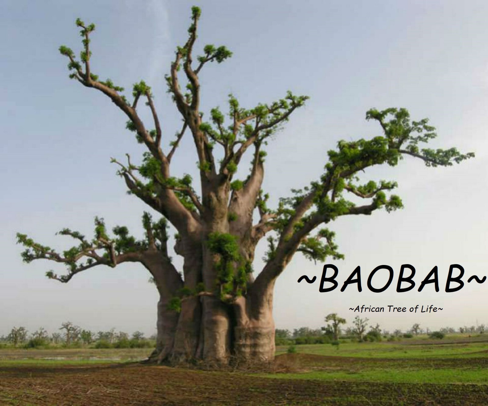 ~BAOBAB~ Tropical Exotic African Prehistoric ~Tree of Life~ Fruit Bonsai 5 Seeds