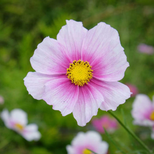 Cosmos DAYDREAM Pastel/Pink Flowers 3-5′ Tall NEW Hybrid Non-GMO 100 Seeds