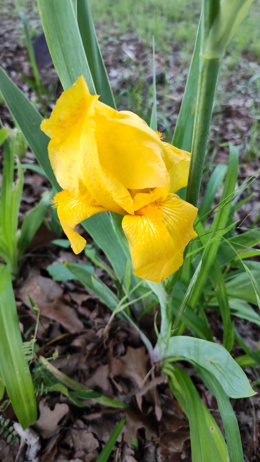 10x MIXED VARIETIES/COLORS BEARDED IRIS Bulbs/Rhizomes FRESH
