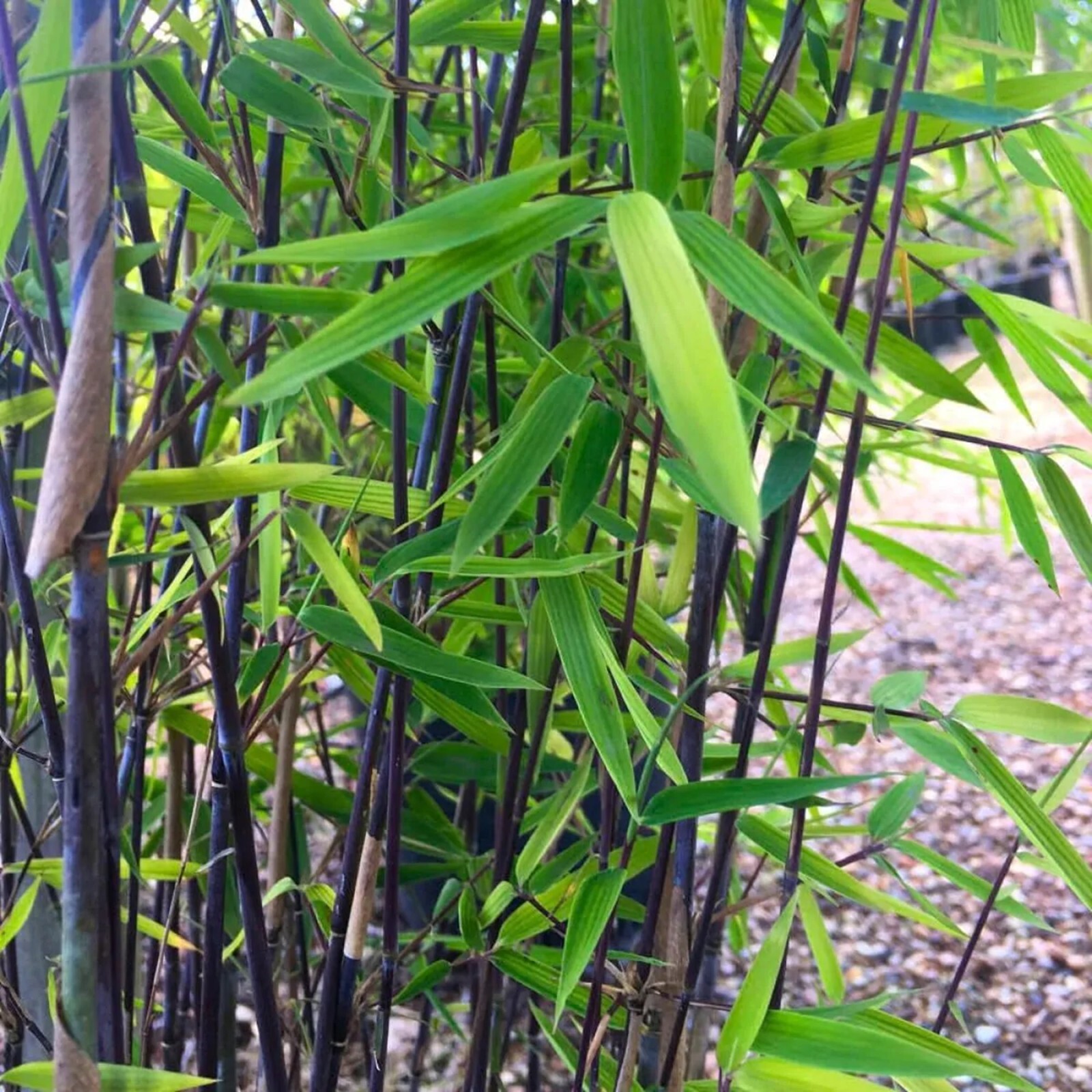100 Winter Break Bamboo Seeds Perennial Seed Ornamental Privacy Shoots US SELLER