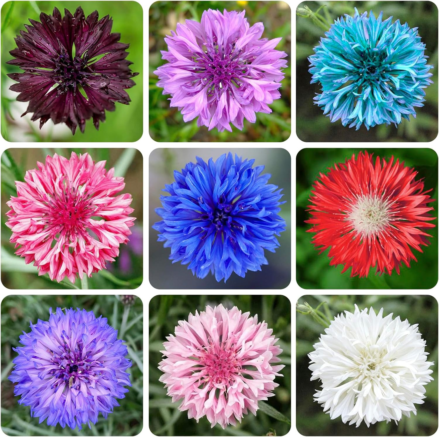 3200+ Mix Cornflower Seeds for Planting – Non-Gmo Bachelor Button Flower Seeds G