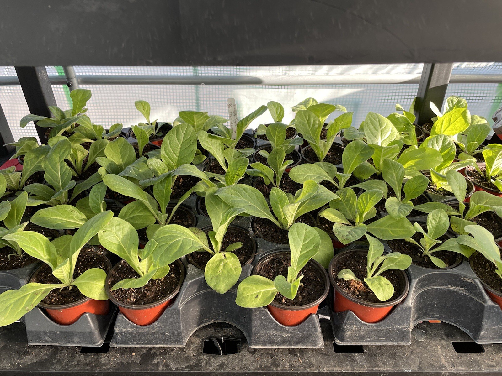 Tobacco seeds Habana #608 Tobacco Naturally grown .5 Grams Aprx 5000 Ct.