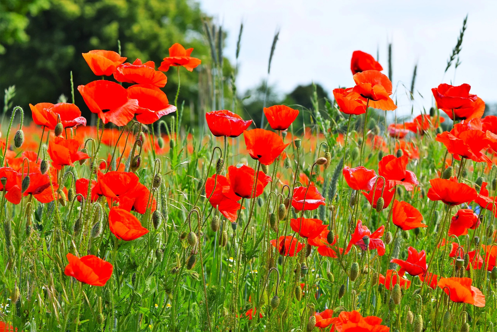 American Legion Poppy Seeds | Red Corn Poppies Remembrance Day Flower Seed 2023