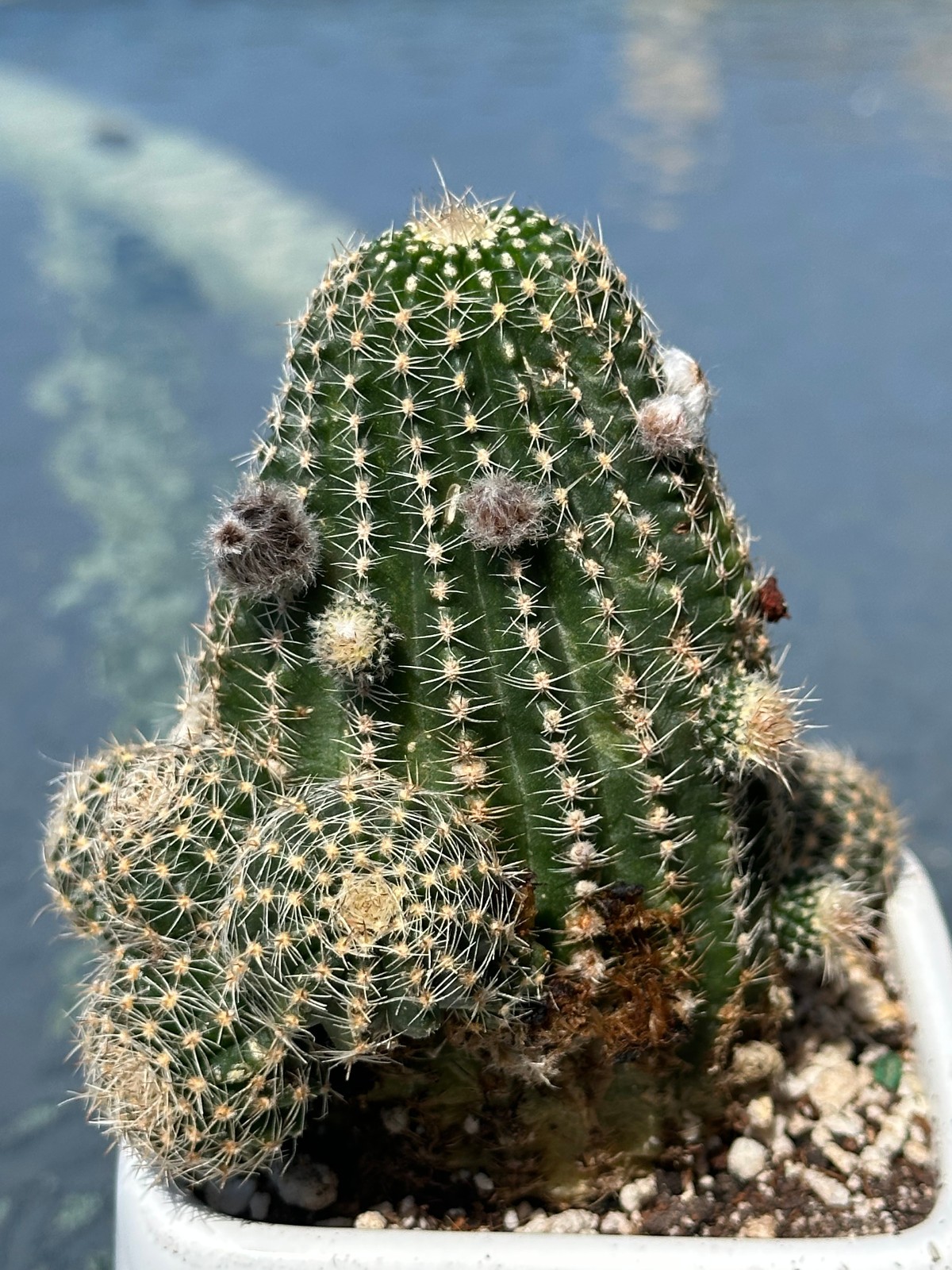 Echinopsis chamaecereus Live Cactus in 4″ pot FREE SHIPPING