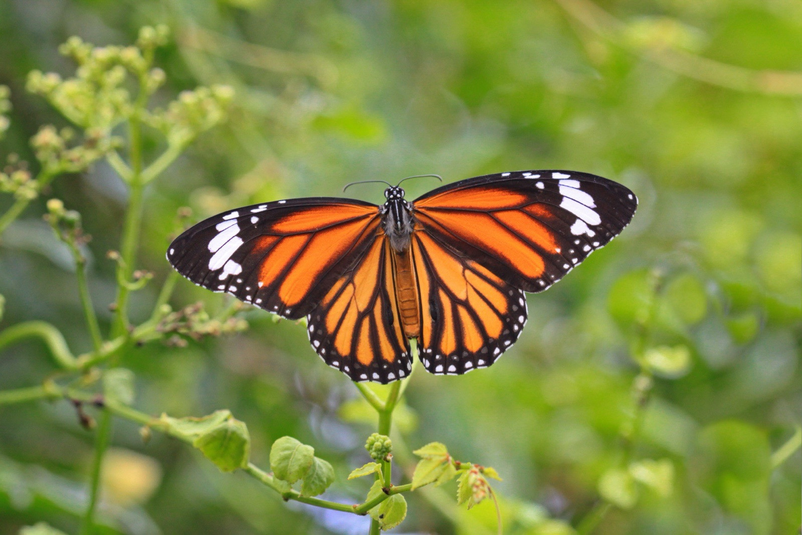 10 seeds) Monarch Butterfly Rescue Mix – Pouch – 10 Flower Seeds for Pl