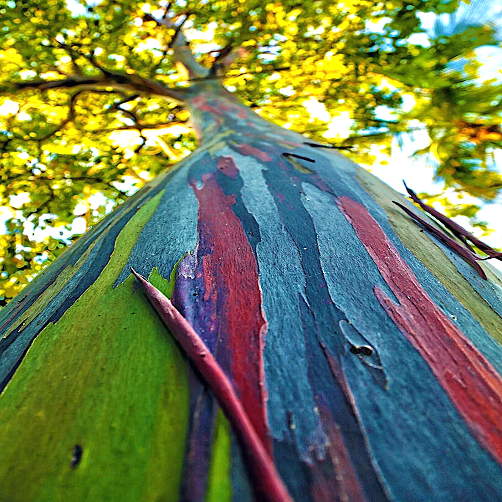 50 Rainbow Eucalyptus deglupta Tree Seeds Fast Tropical Indonesian Mindanao Gum