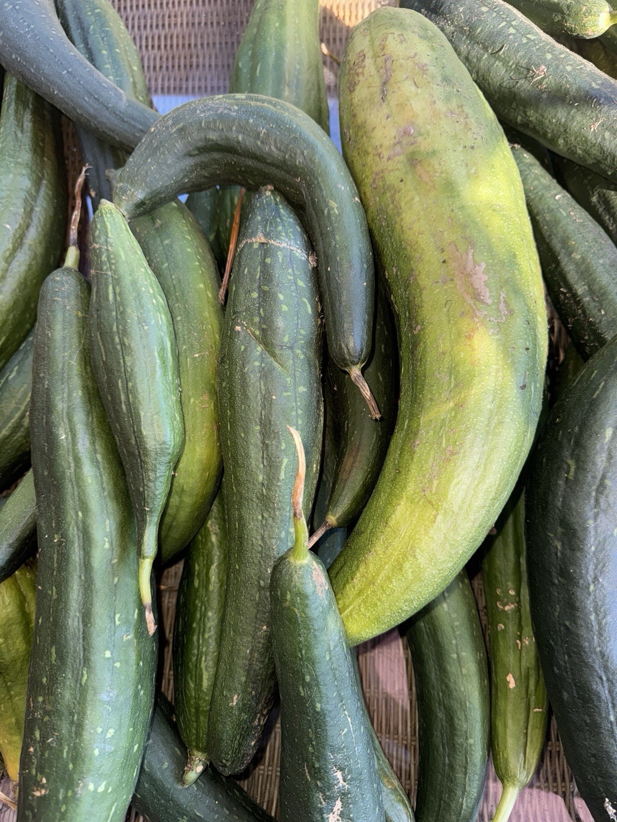 25+ Luffa Sponge Gourd Seeds, Vegetable Sponge, Dishcloth Gourd, NON-GMO