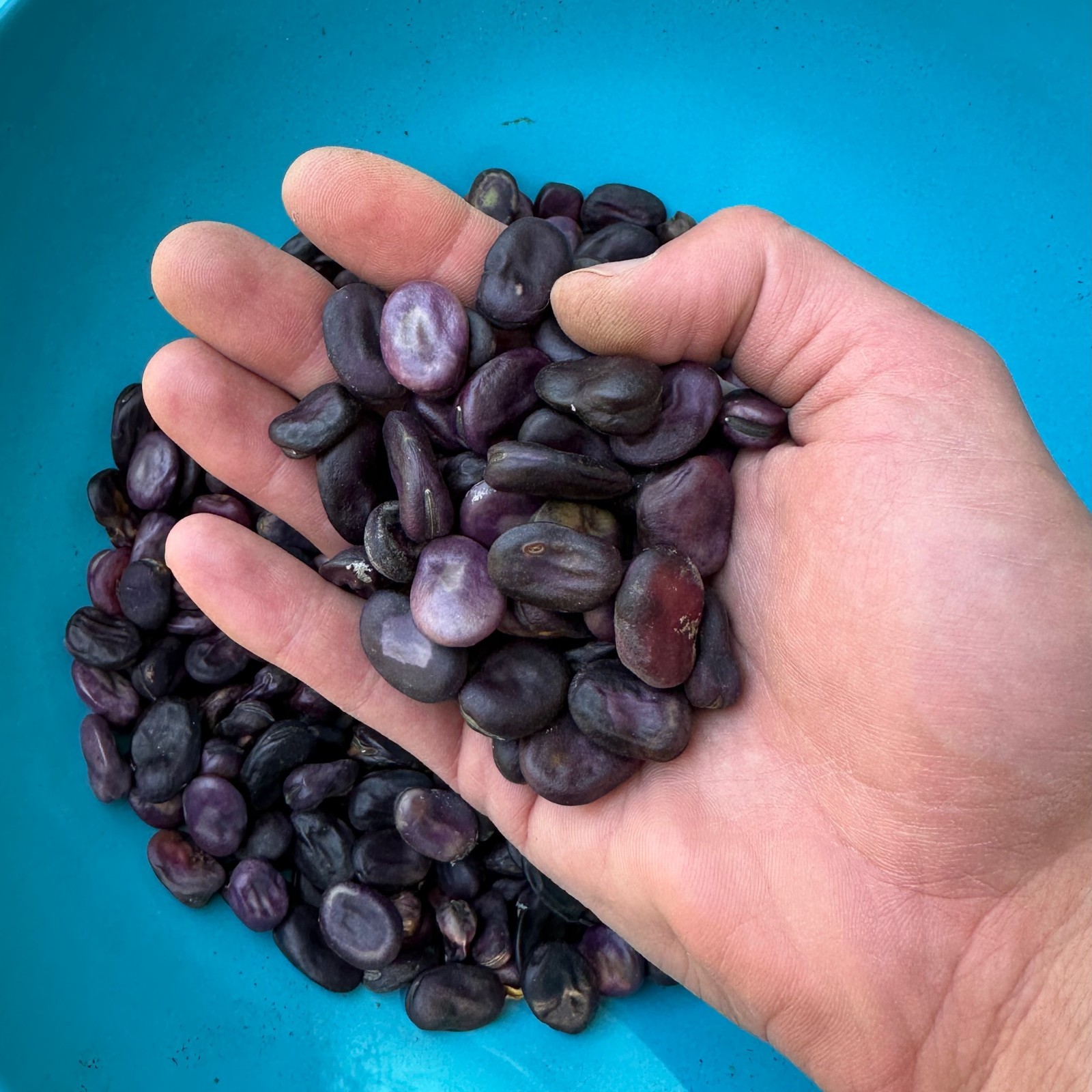 Guatemalan Purple Fava Bean Organic Seed Packet: Frog Island Nation Fava in Bulk