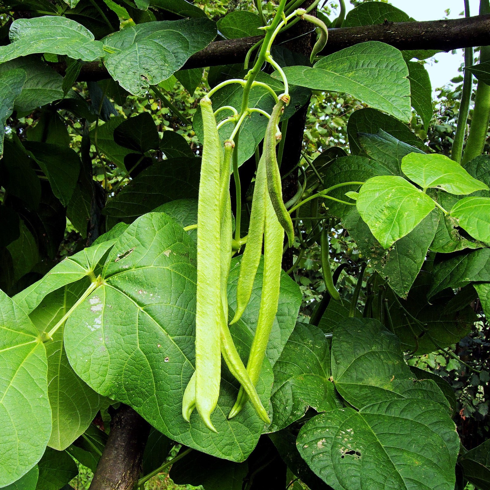 White Half Runner Bean (Pole) Seeds – For 2025 Planting Early Mountaineer Pole