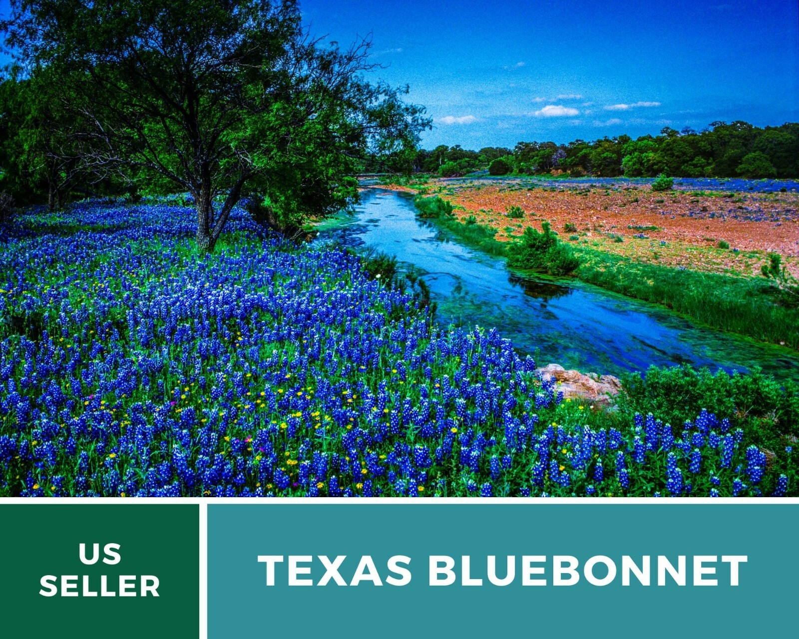 Lupine, Texas Bluebonnet – Heirloom Seeds – State Flower of Texas