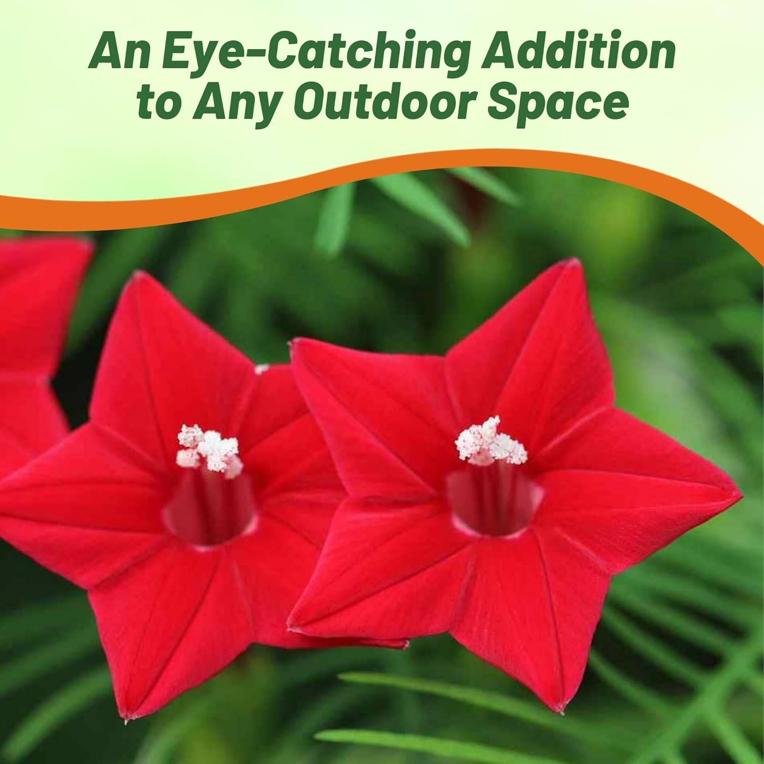 100 Seeds Cypress Vine Seeds – Ipomoea Pennata Red Flower Seed