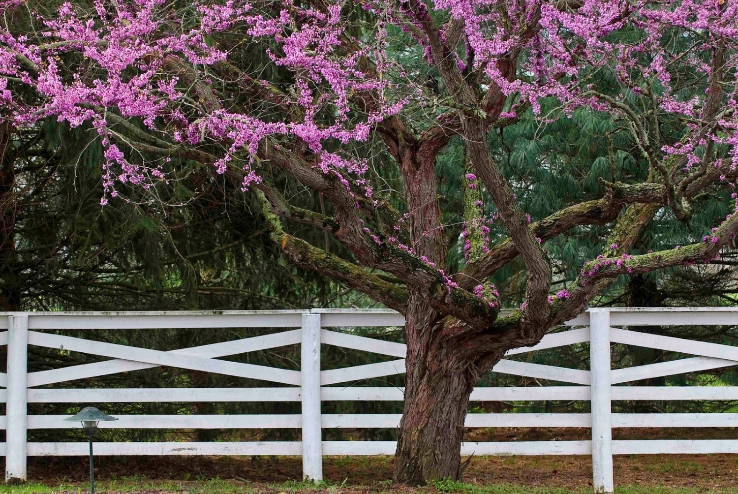 Eastern Redbud tree (Cercis canadensis) 1 year old plant 6-10 inches tall